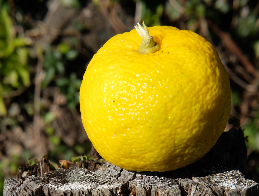 Waarom Yuzu de smaak is waar iedereen het over heeft 🍋
