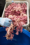 Roze Vlierbloesem - Biologisch
