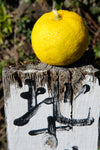 YAYA Kombucha - Yuzu fruit