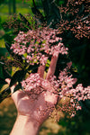 Pink Elderflower - Organic