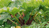 Rhubarb - Organic